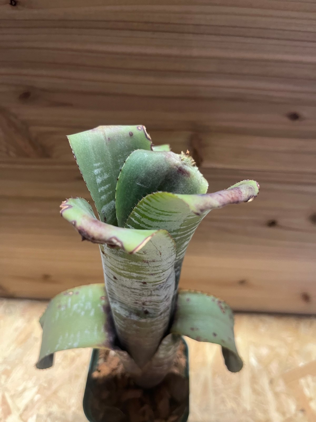 エクメア ヌディカウリス シルバーストリーク | GREEN LUCK