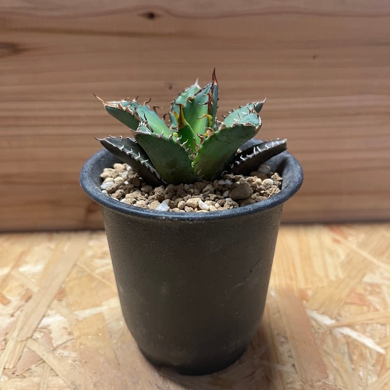 アガベ チタノタ レッドキャットウィーズル 超選抜 活着済【ボール株・短葉幅広】 アガベ チタノタ レッドキャットウィーズル | hanayoshi-botanical