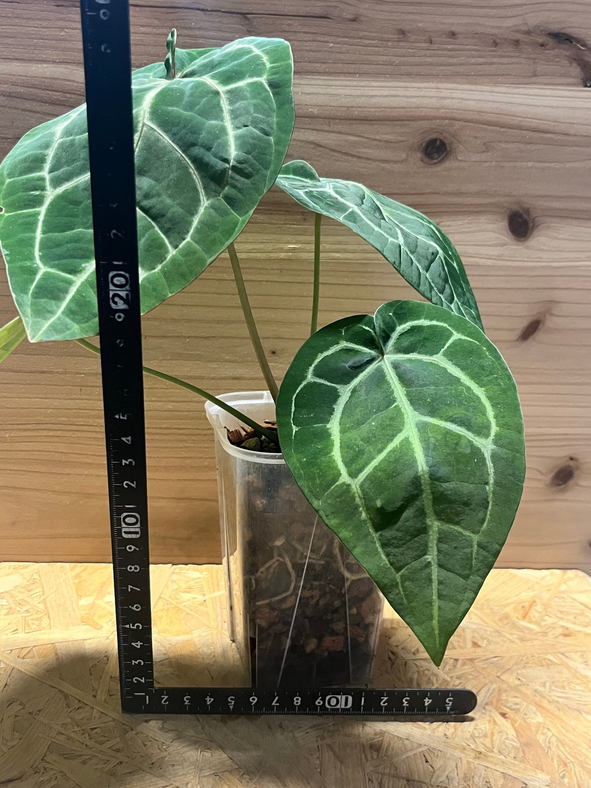 アンスリウム マグニフィカム'シルバー'×（ミシェル×ザラ）F3 | GREEN LUCK