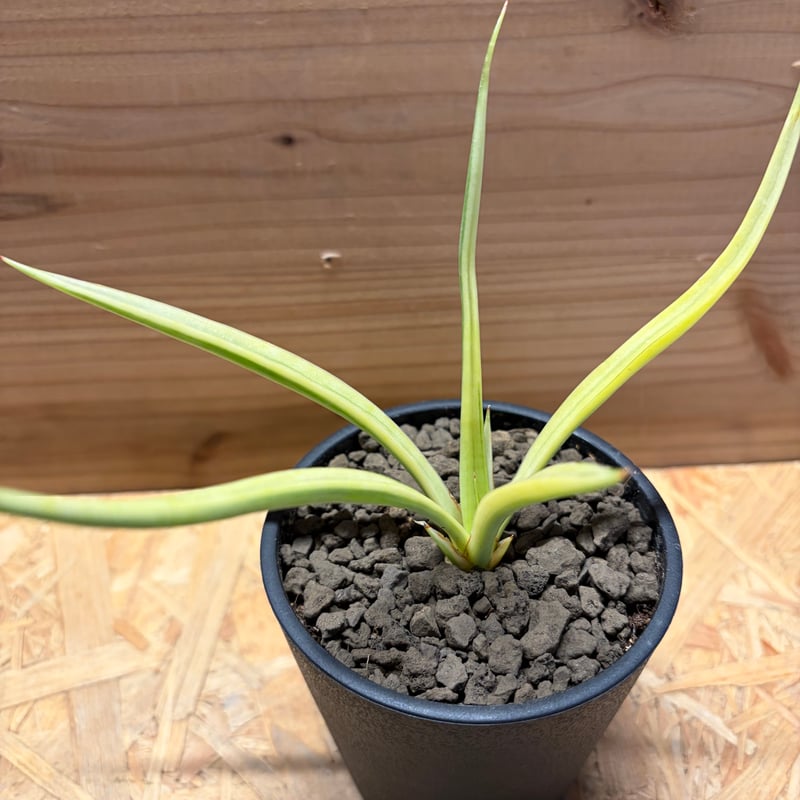 サンスベリア 'ダンシングドラゴン' 斑入り | GREEN LUCK