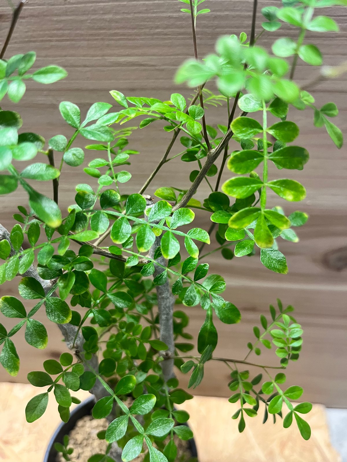 オペルクリカリア ボレアリス | GREEN LUCK