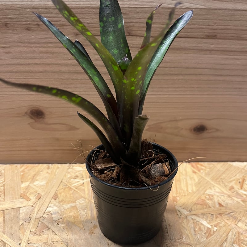 ネオレゲリア　ノスフェラトゥ Neoregelia Nosferatu ネオレゲリア ノスフェラトゥ Neoregelia