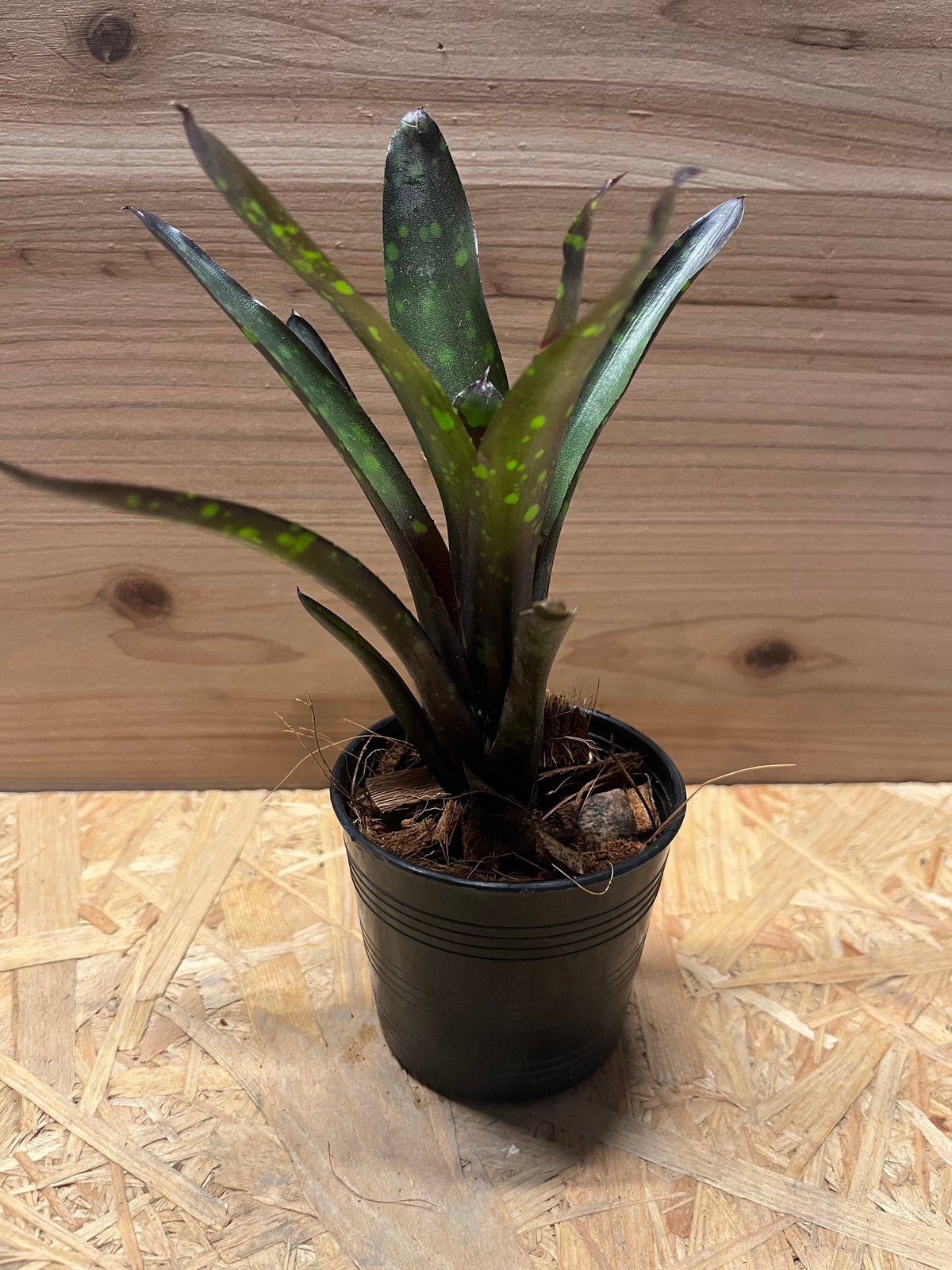 ネオレゲリア ノスフェラトゥ | GREEN LUCK