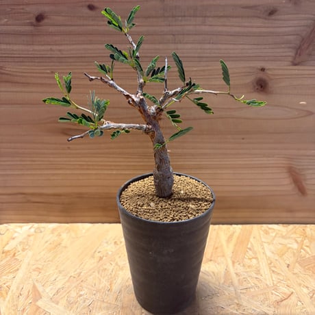 アガベ＆センナメリディオナリス 4株セット センナ メリディオナリス2.5号 | 植物との暮らし apricot