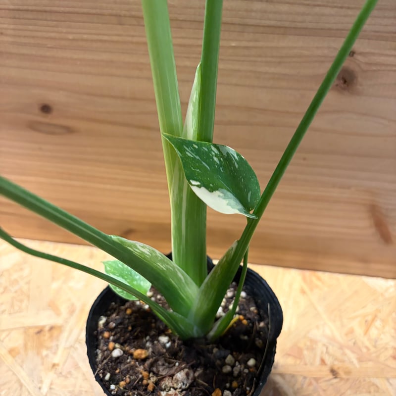 か*う様 【超希少】Monsteradeliciosa 'v'Green on か*う様 【超希少