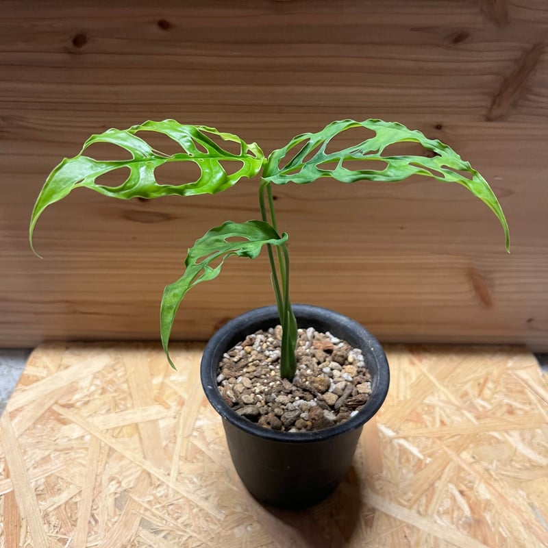 モンステラ オブリクア ペルー | GREEN LUCK