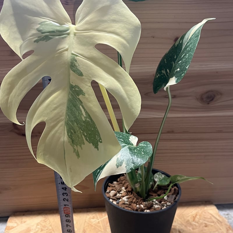 モンステラ・ポトス Yellow Monster (Mature plant) Yellow Monster