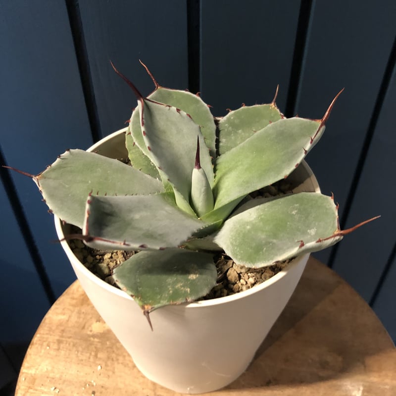 アガベ パリー 吉祥天 | GREEN LUCK