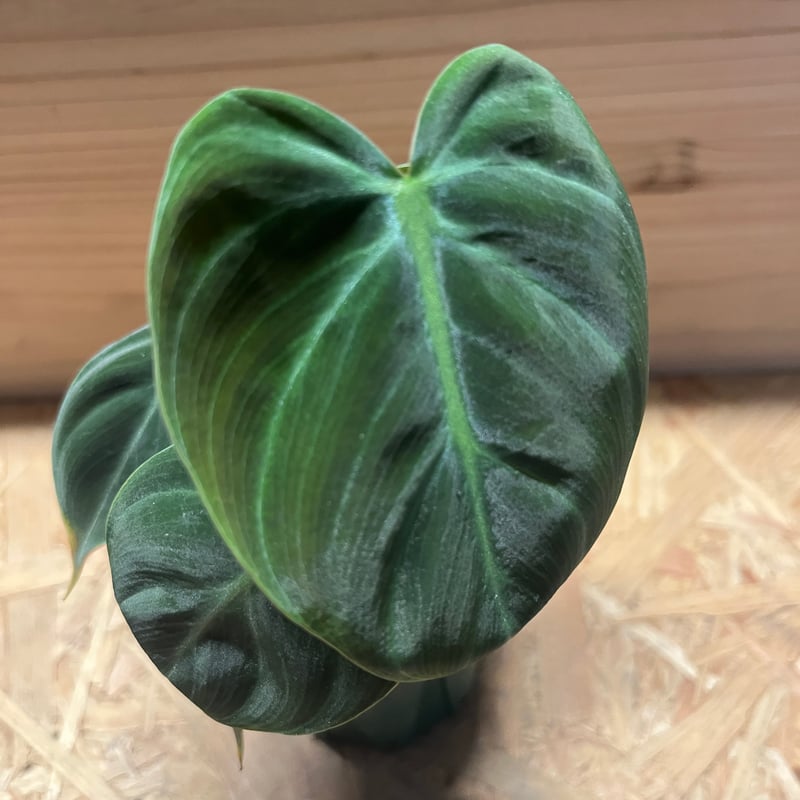 フィロデンドロン ルビジュベナイル エルチョコレッド | GREEN LUCK