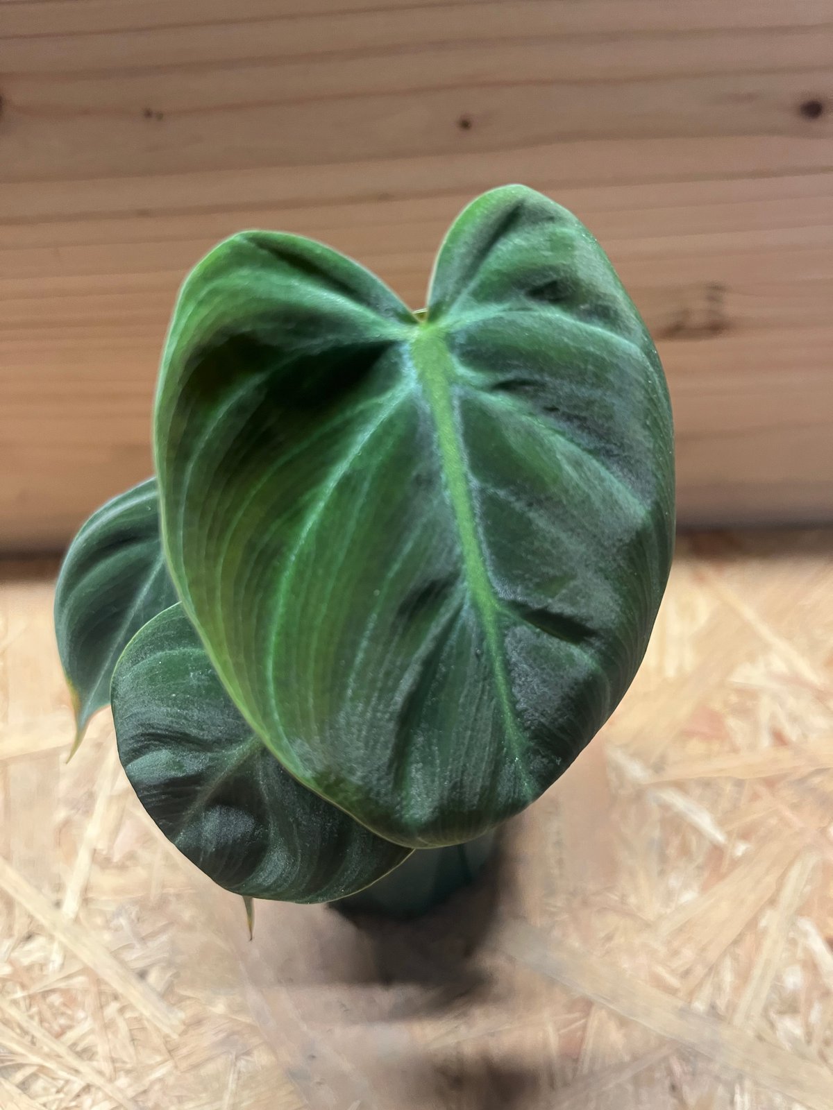 フィロデンドロン ルビジュベナイル エルチョコレッド | GREEN LUCK フィロデンドロン ルビジュベナイル エルチョコレッド | GREEN LUCK