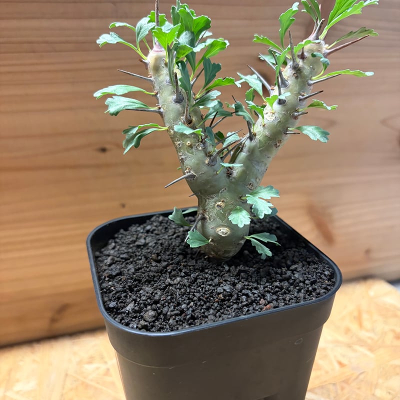 モンソニア クラシカウリス | GREEN LUCK