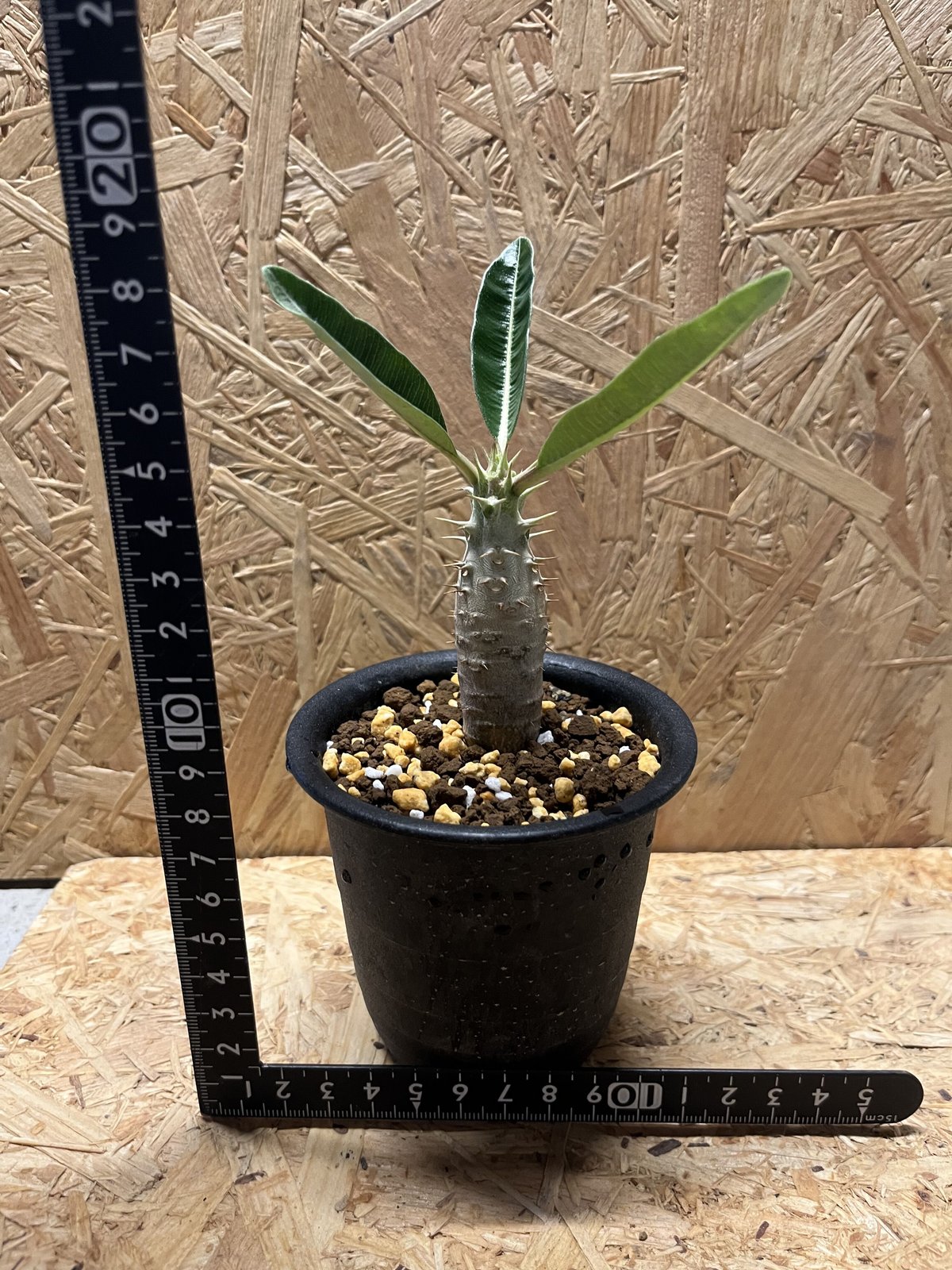 パキポディウム カクチペス | GREEN LUCK