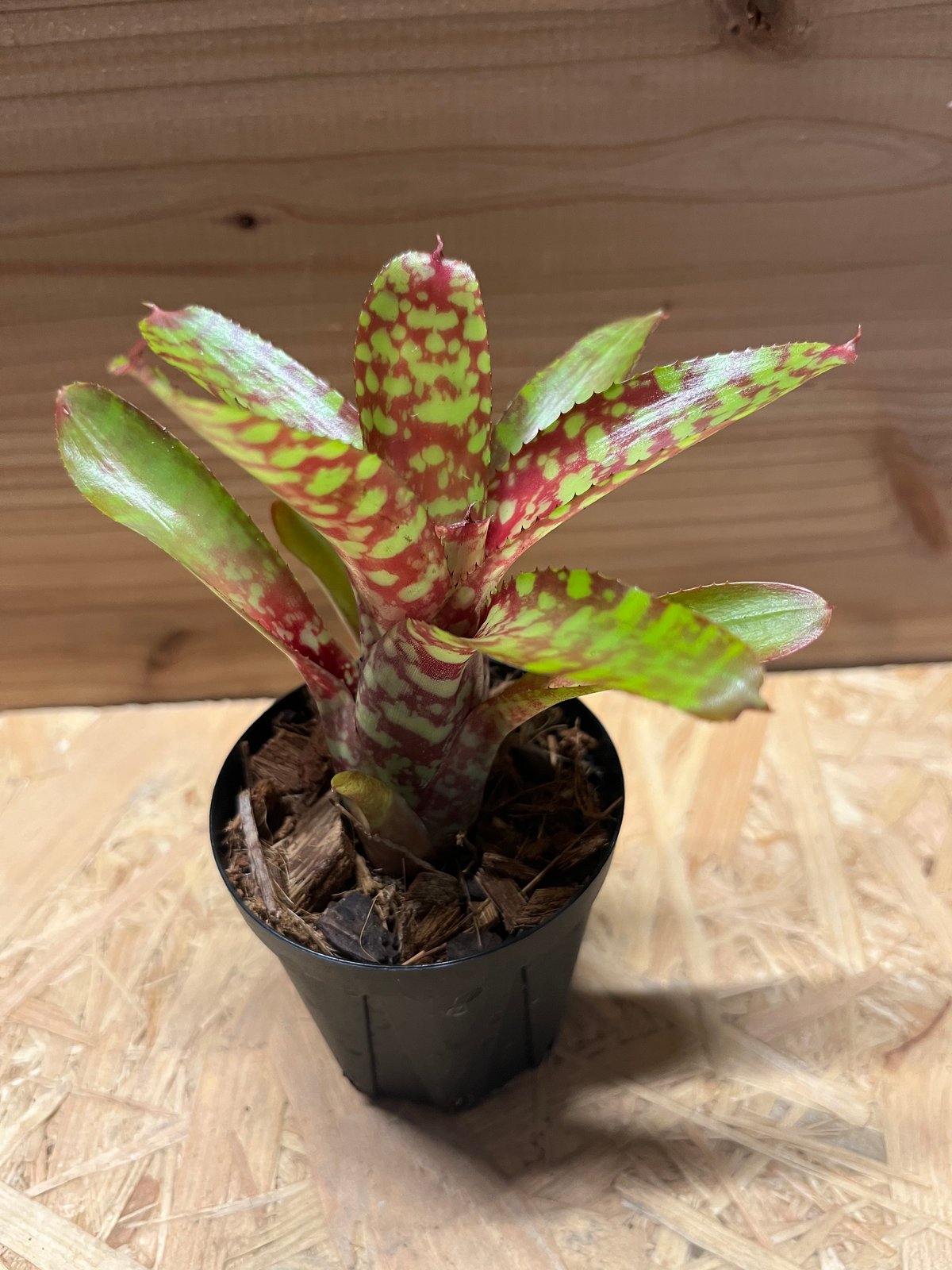 ネオレゲリア ワイルドタイガー | GREEN LUCK