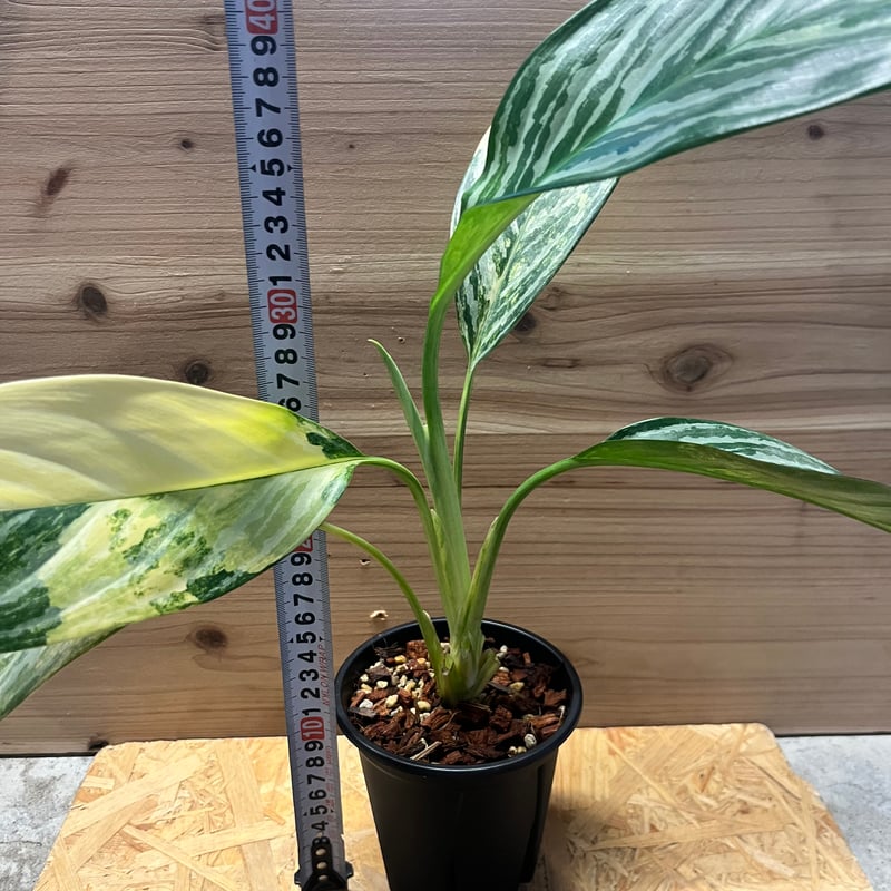 アグラオネマ ニティドゥム カーティシー 斑入り | GREEN LUCK