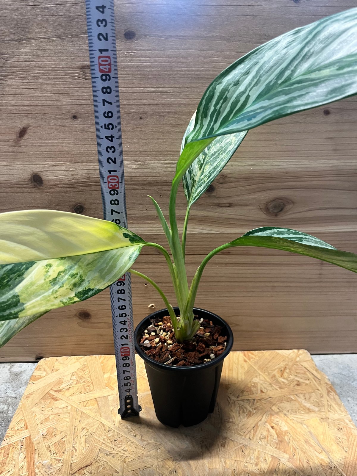 アグラオネマ ニティドゥム カーティシー 斑入り | GREEN LUCK