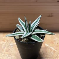 アガベ チタノタ ブルーダイヤモンド | GREEN LUCK