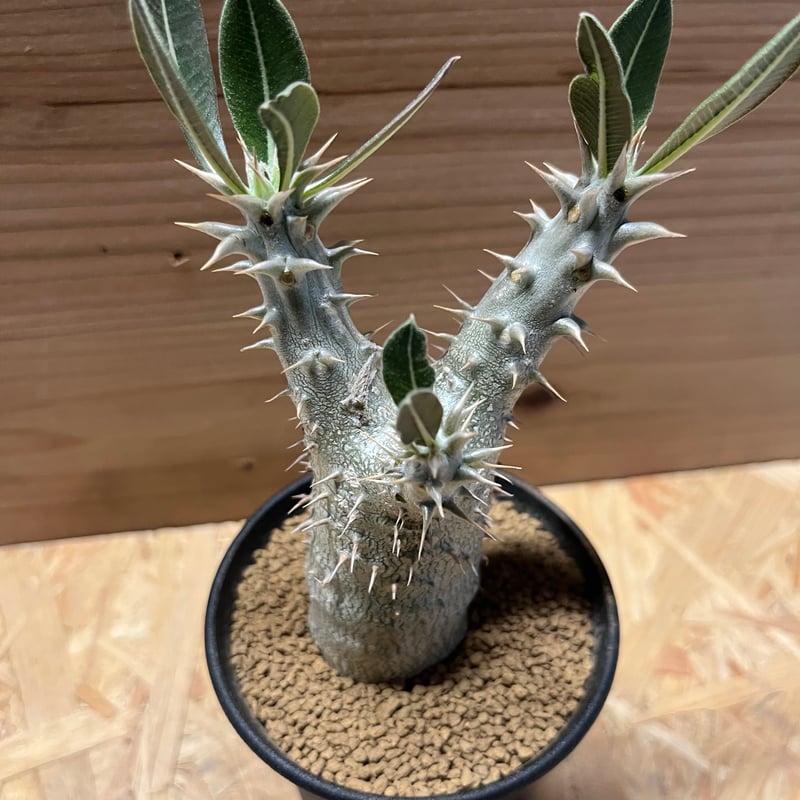 25.パキポディウム ホロンベンセ パキポディウム ホロンベンセ【173】 | PROTOLEAF プロトリーフ