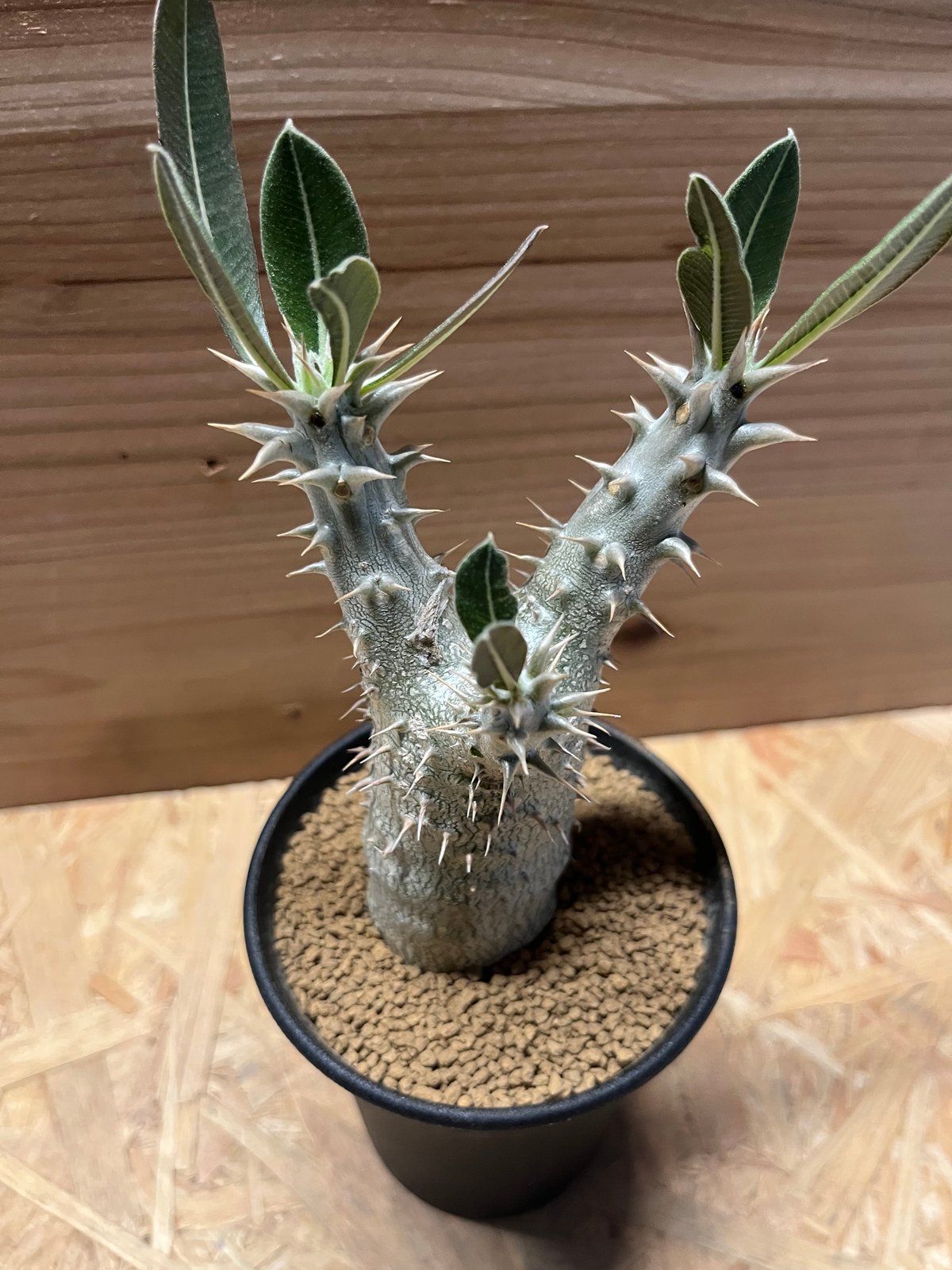 パキポディウム ホロンベンセ | GREEN LUCK