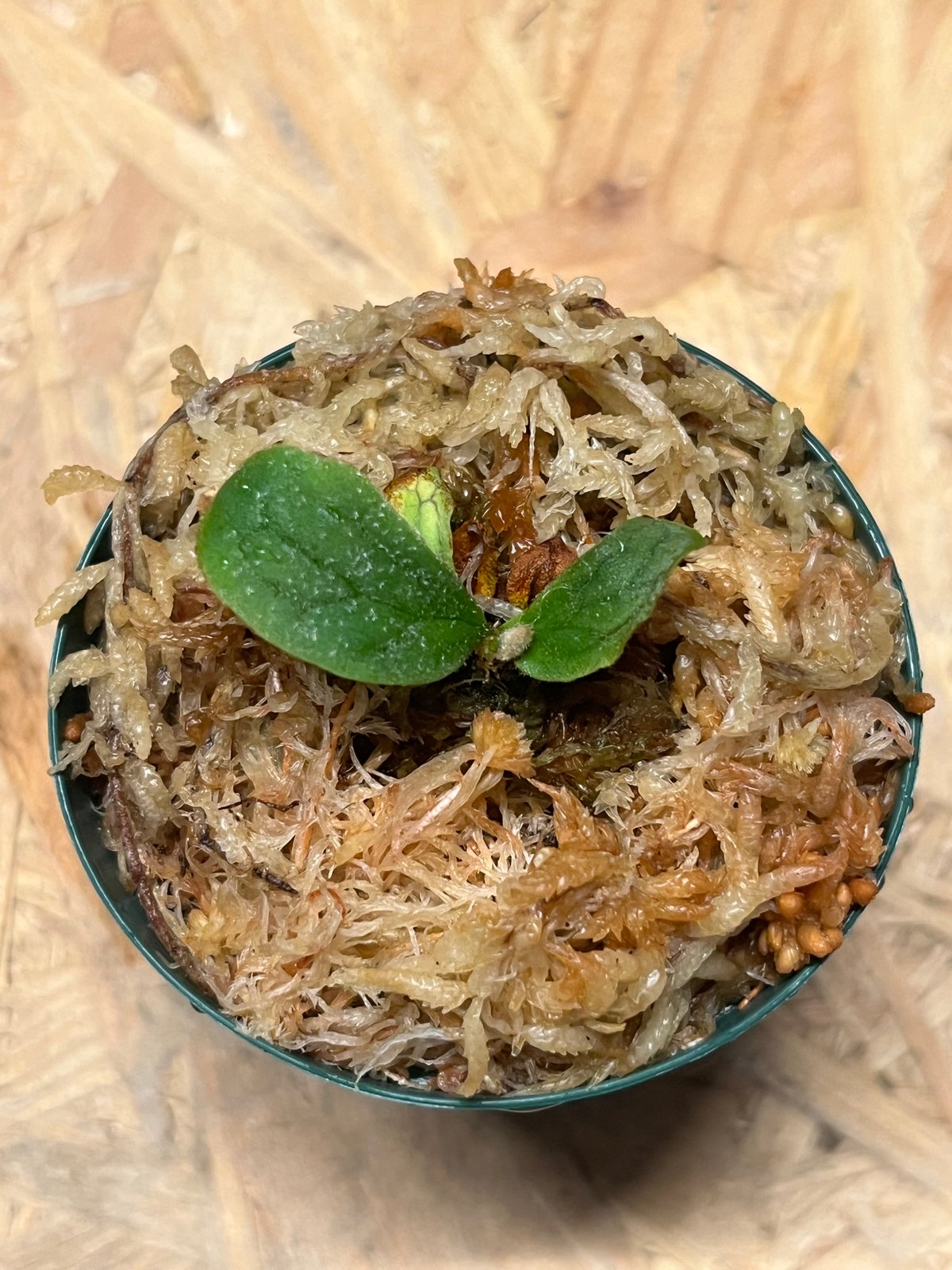 ビカクシダ フィッシュボーン | GREEN LUCK