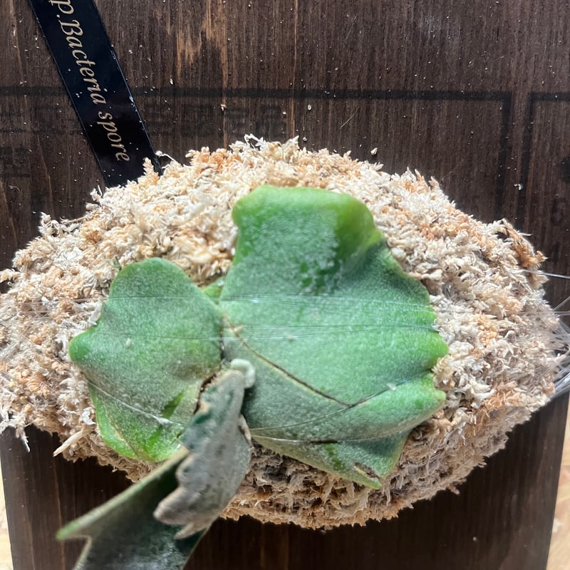 ビカクシダ バクテリア スポア | GREEN LUCK 