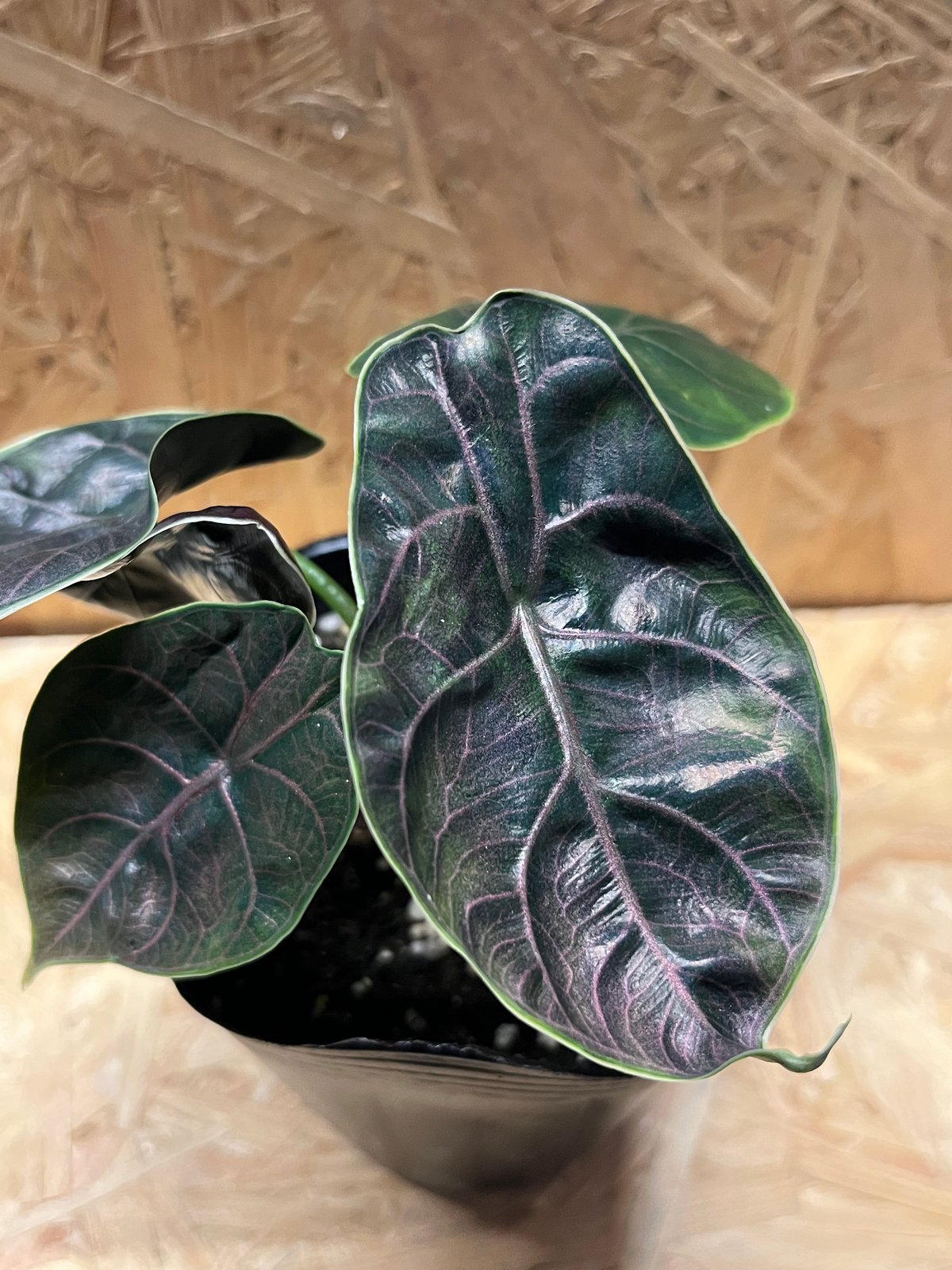 アロカシア アズラニー | GREEN LUCK