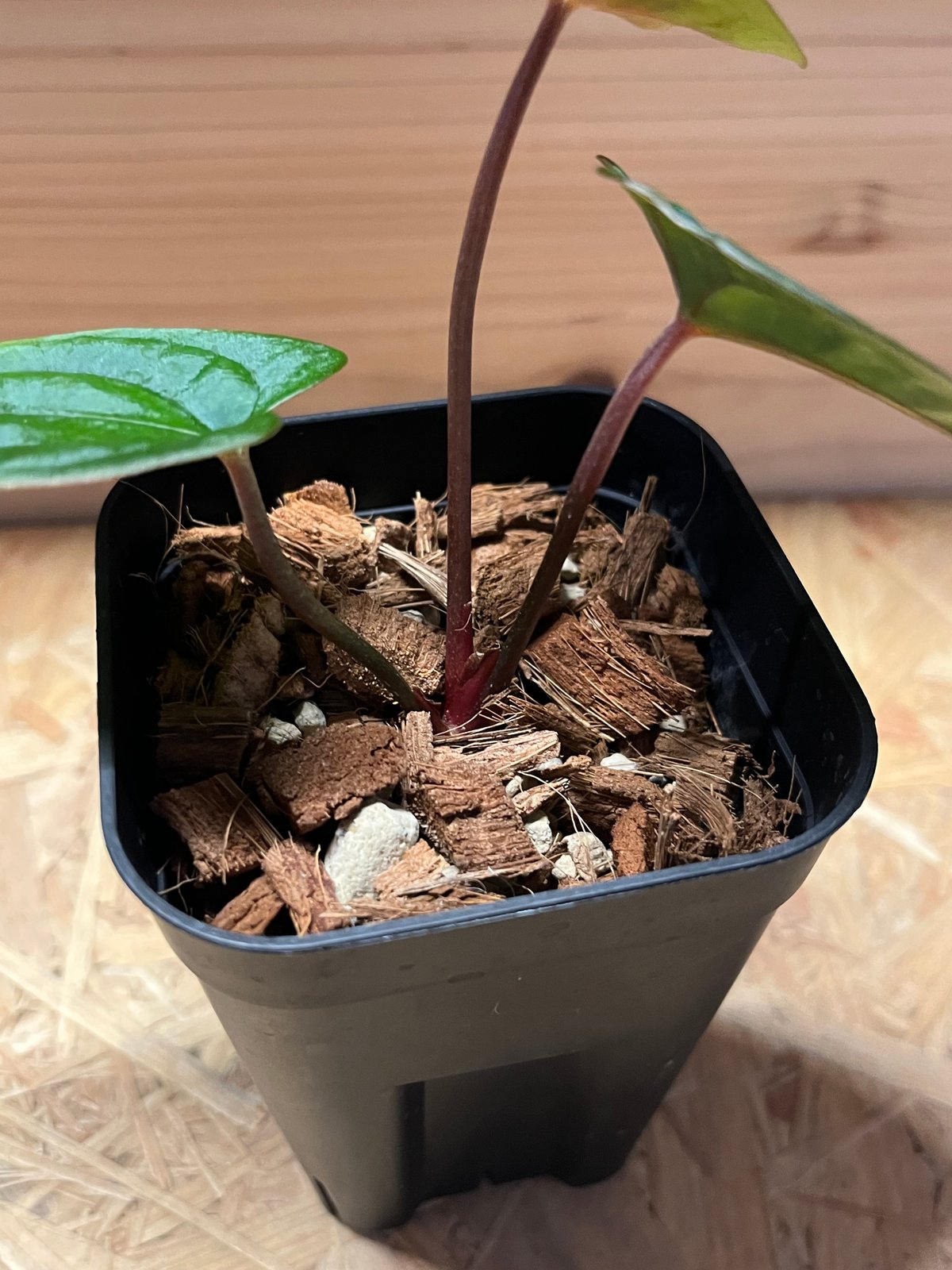 アンスリウム パピリラミナム【Guna Yala】×レッドダークフェニックス