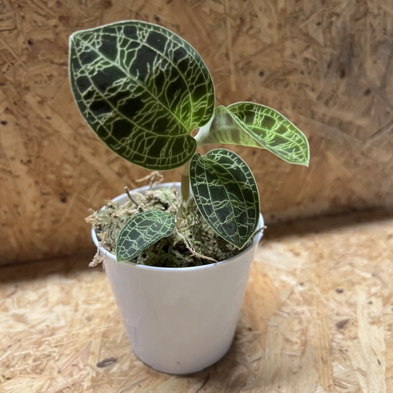 ジュエルオーキッド マコデスペトラ | GREEN LUCK