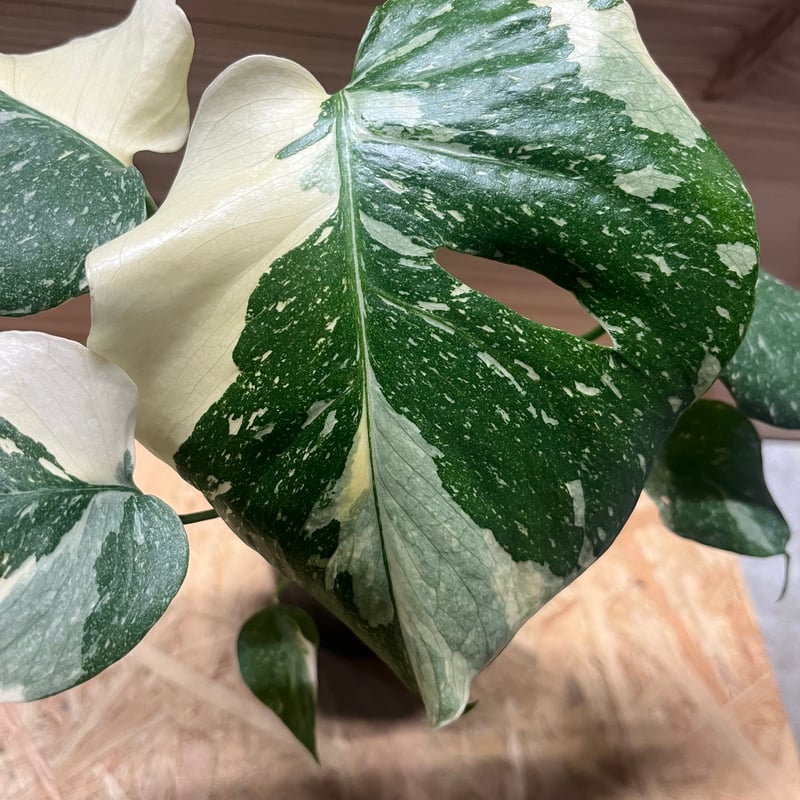斑入りモンステラ イエローモンスター | GREEN LUCK