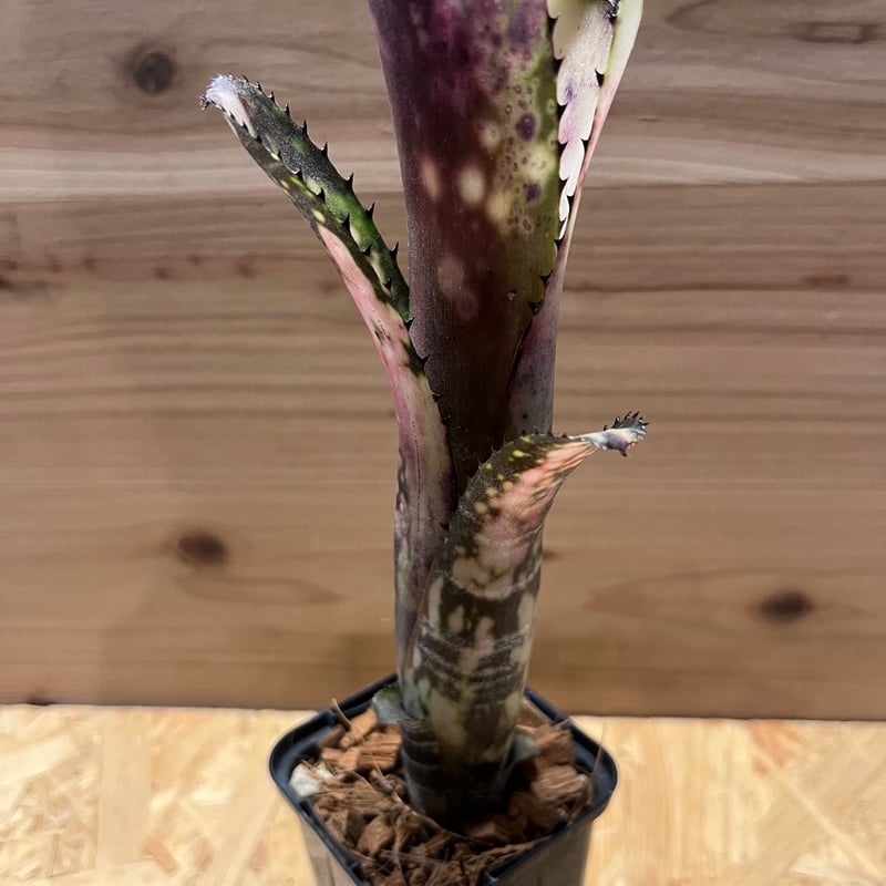 ビルベルギア ミッドナイトサン　① ビルベルギア ミッドナイトサン ① 現品】ビルベルギア