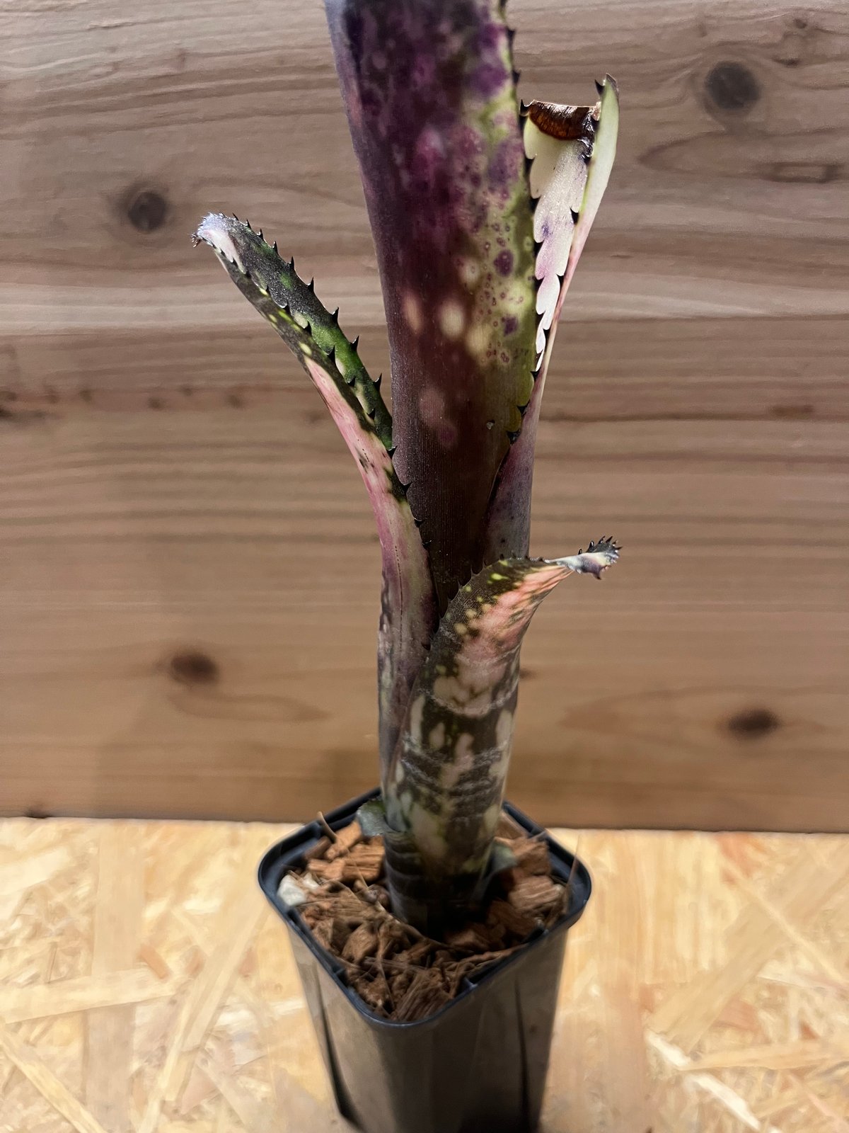 ビルベルギア ミッドナイトサン | GREEN LUCK