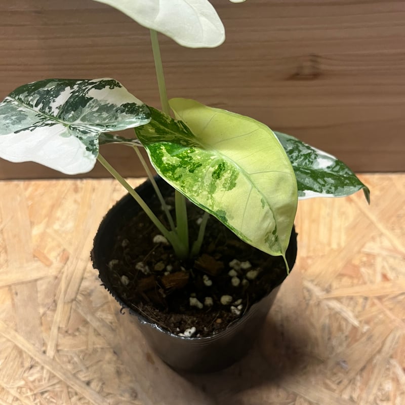 アロカシア グリーンベルット 斑入り | GREEN LUCK