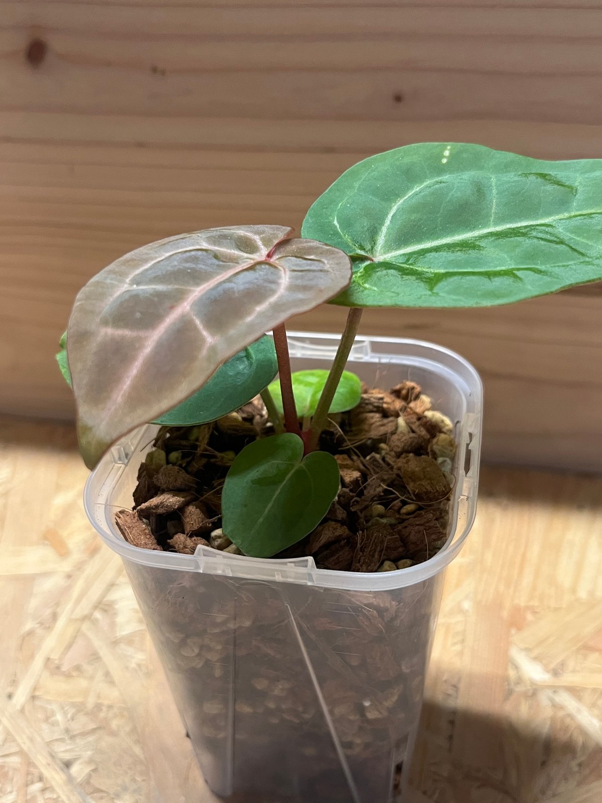 アンスリウム マグニフィカム'シルバー'×（ミシェル×ザラF3） | GREEN LUCK