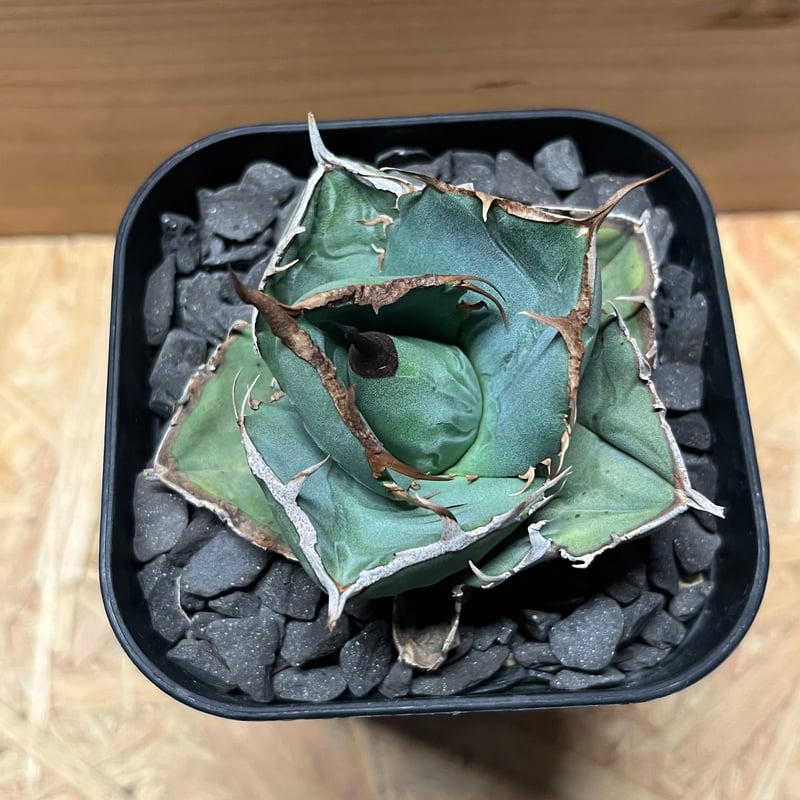 leafページ　納期の10月末 サンゲツ カラー 20色 FE76081～FE76100 FINE ファイン 2023