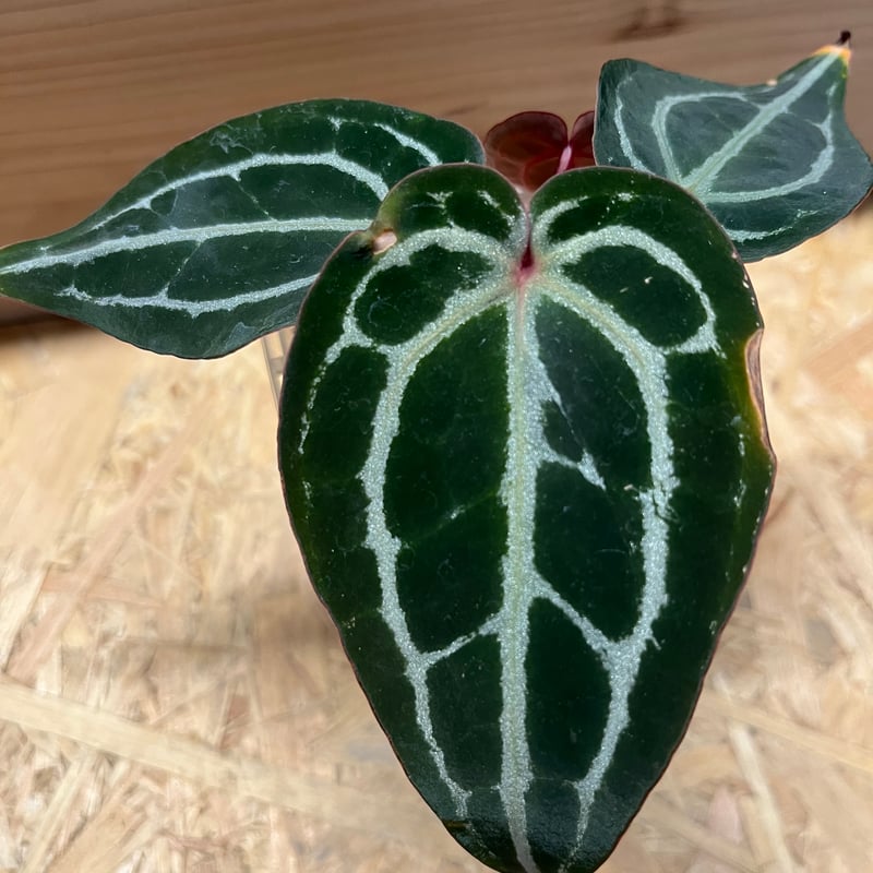 Anthurium Docblock 'Scarlet' S1株分け Anthurium Docblock 'Scarlet' S1株分け - メルカリ