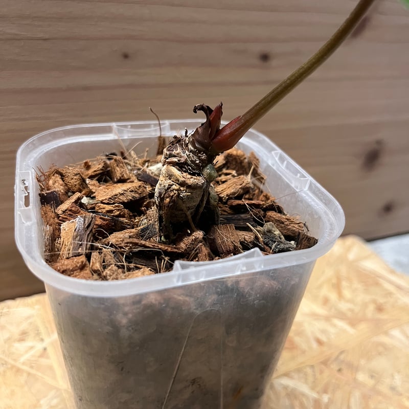 アンスリウム ベッセアエ | GREEN LUCK