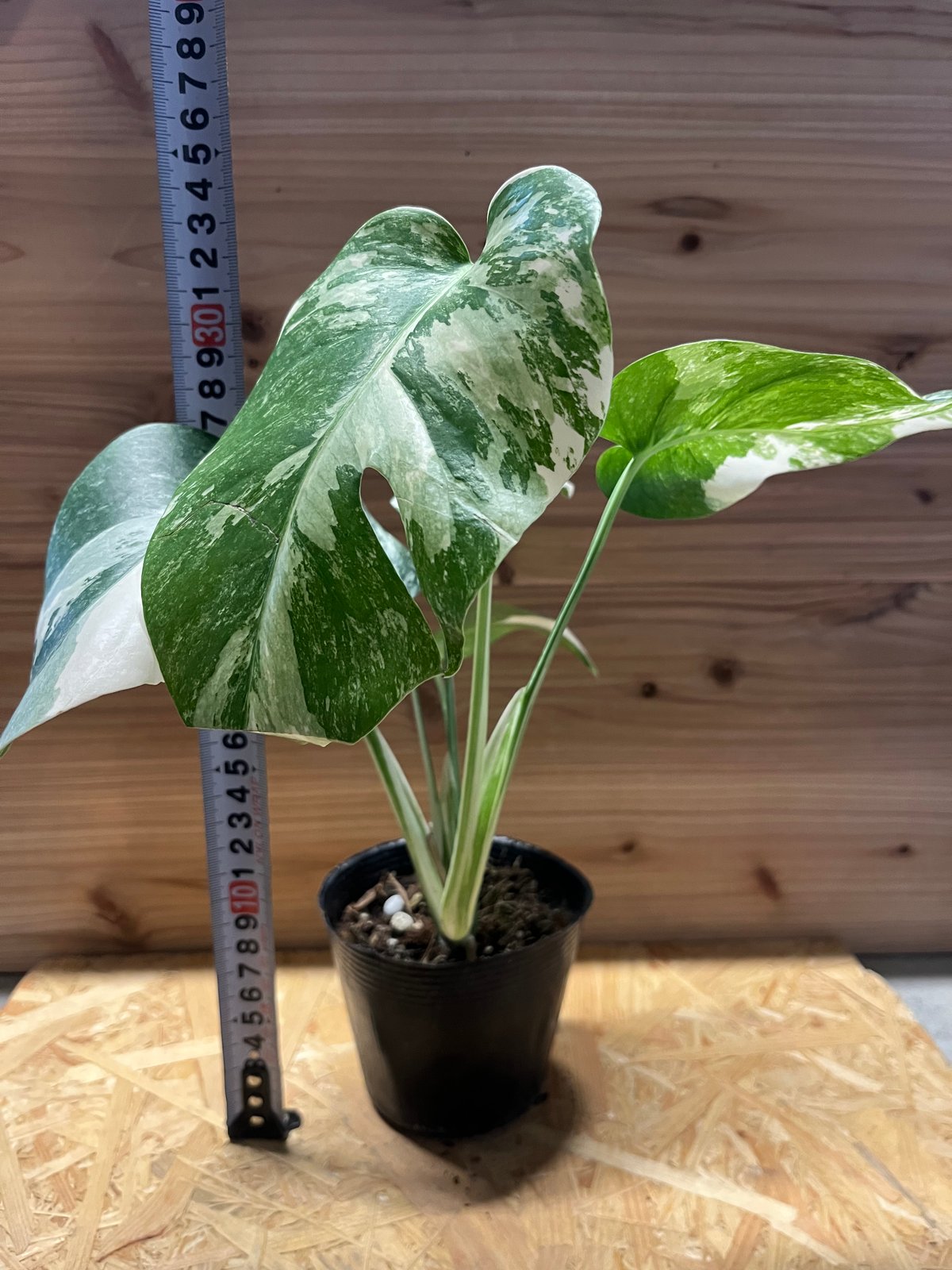 斑入りモンステラ ボルシギアナ バリエガータ 極斑タイプ | GREEN LUCK