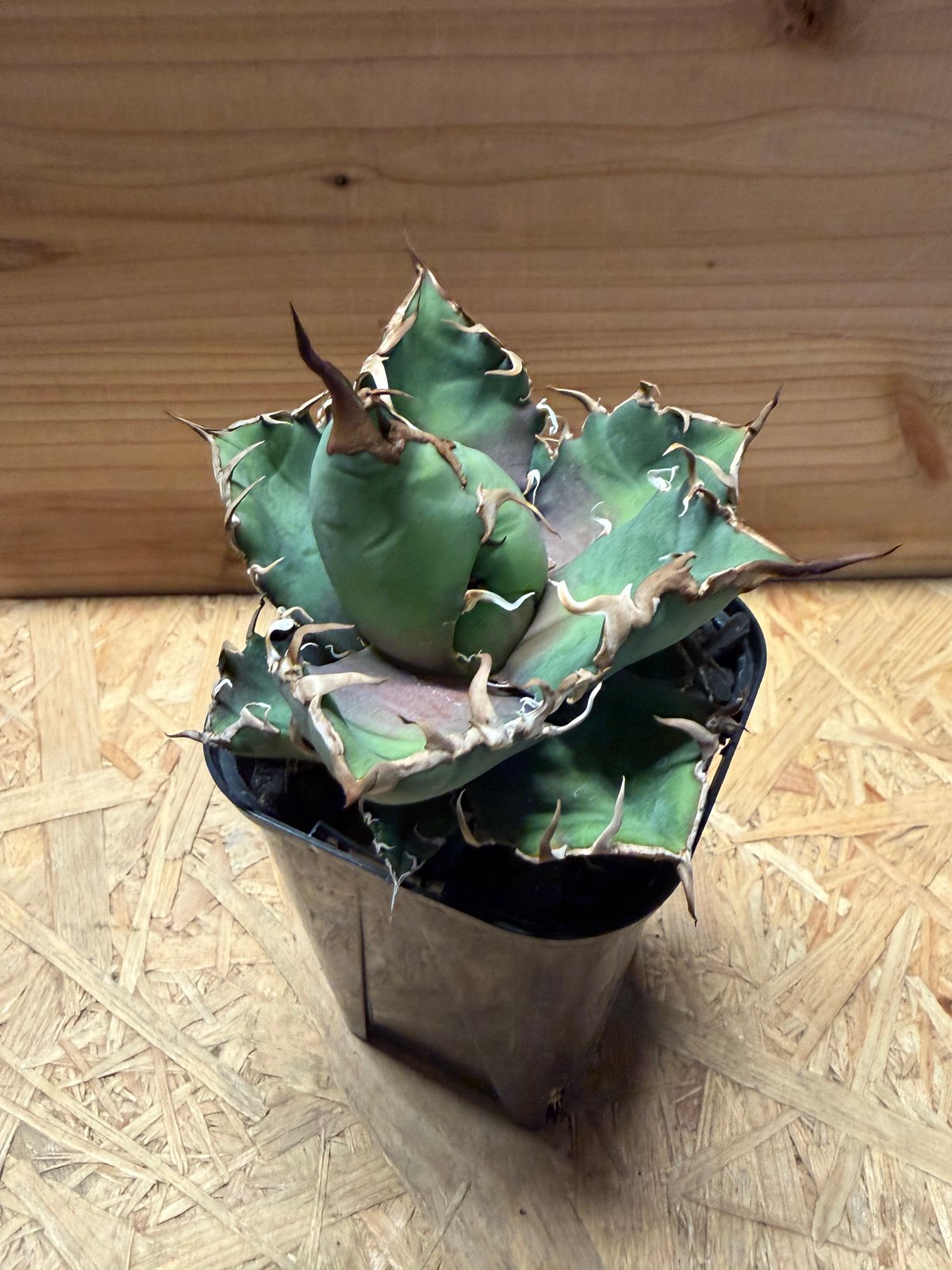 アガベ チタノタ 'シーザー' | GREEN LUCK