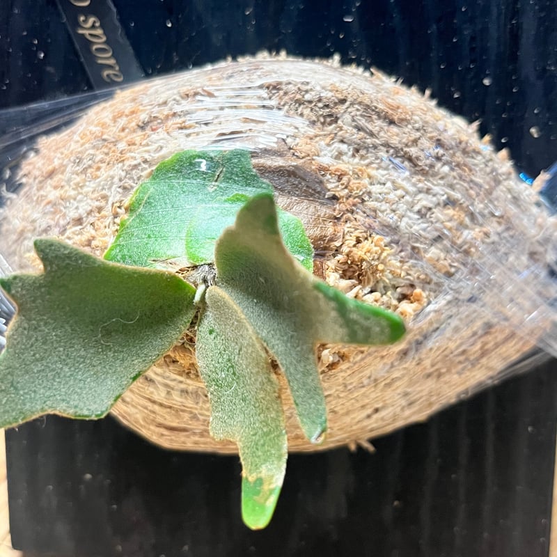 ビカクシダ ナノ スポア | GREEN LUCK