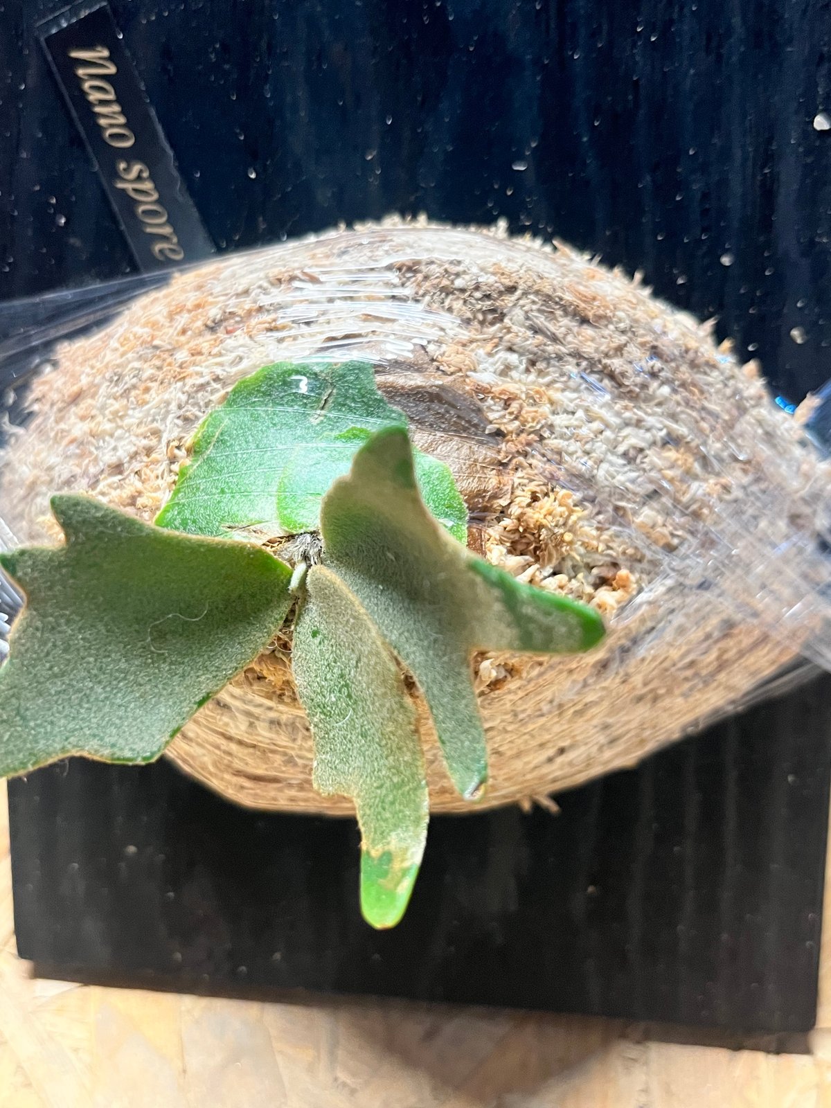 ビカクシダ ナノ スポア | GREEN LUCK