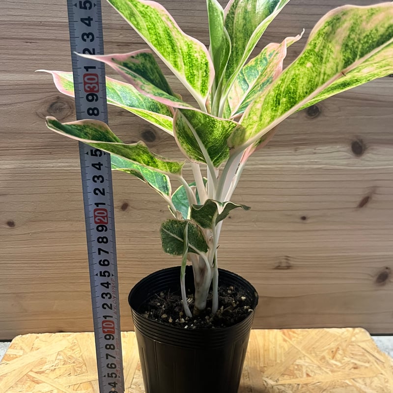 激レア　アグラオネマ　Aglaonema サイアムオーロラ アグラオネマ サイアムオーロラピンク | GREEN LUCK