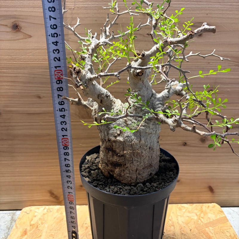 オペルクリカリア パキプス | GREEN LUCK