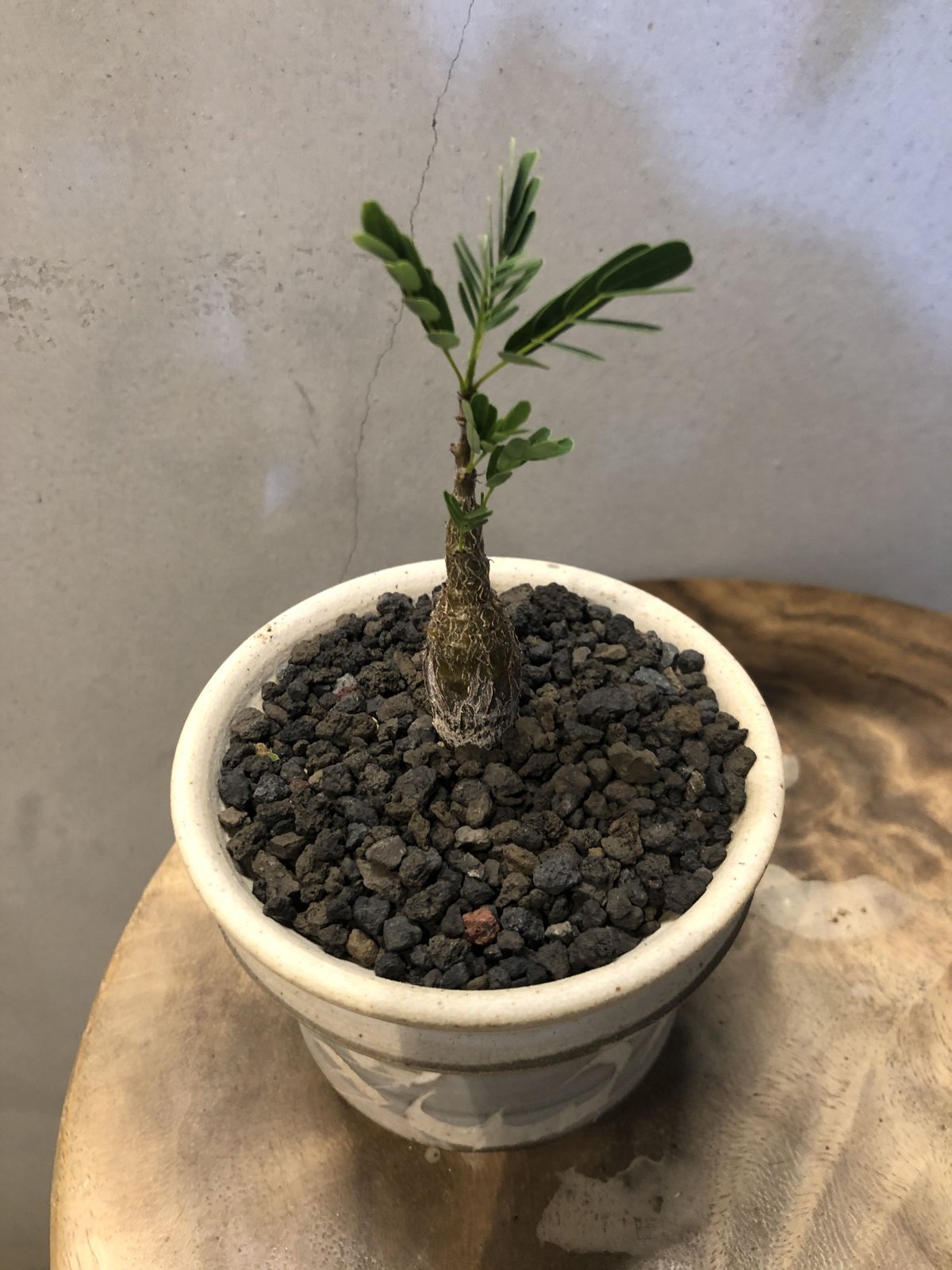 センナ メリディオナリス ×刻紋鉢 | GREEN LUCK