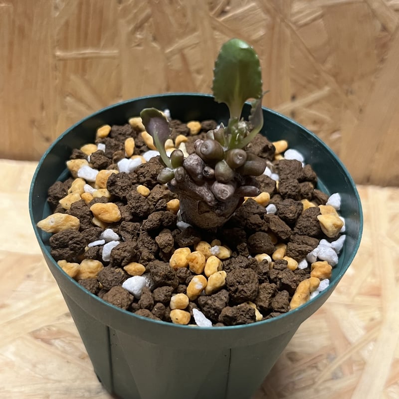 オトンナ アルミアナ | GREEN LUCK