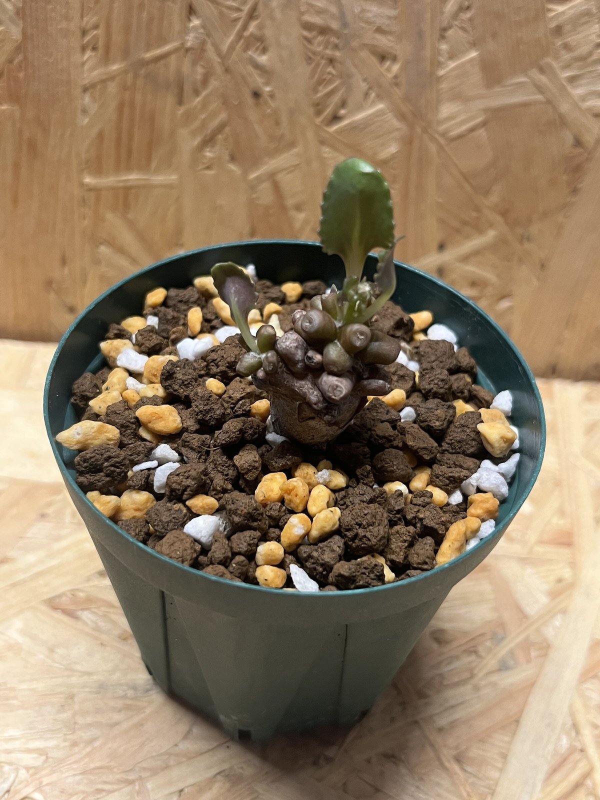 オトンナ アルミアナ | GREEN LUCK