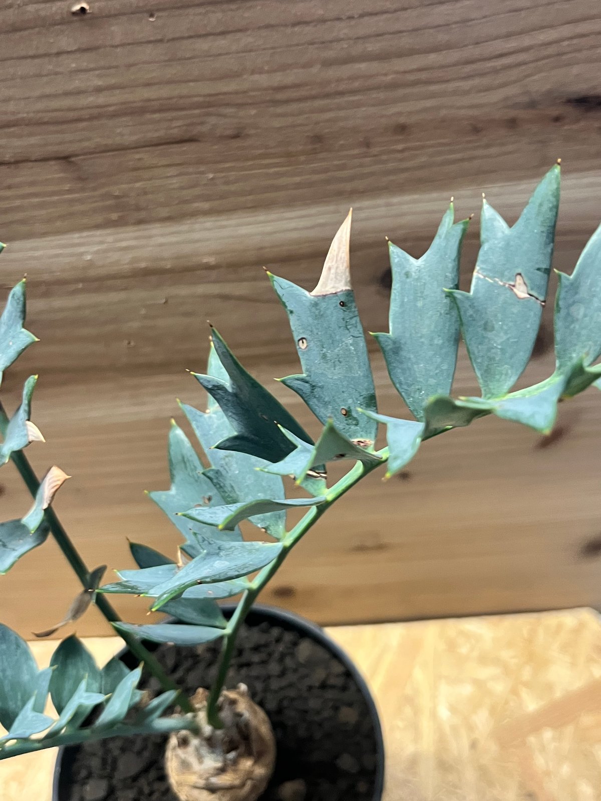 エンセファラルトス ホリダス | GREEN LUCK