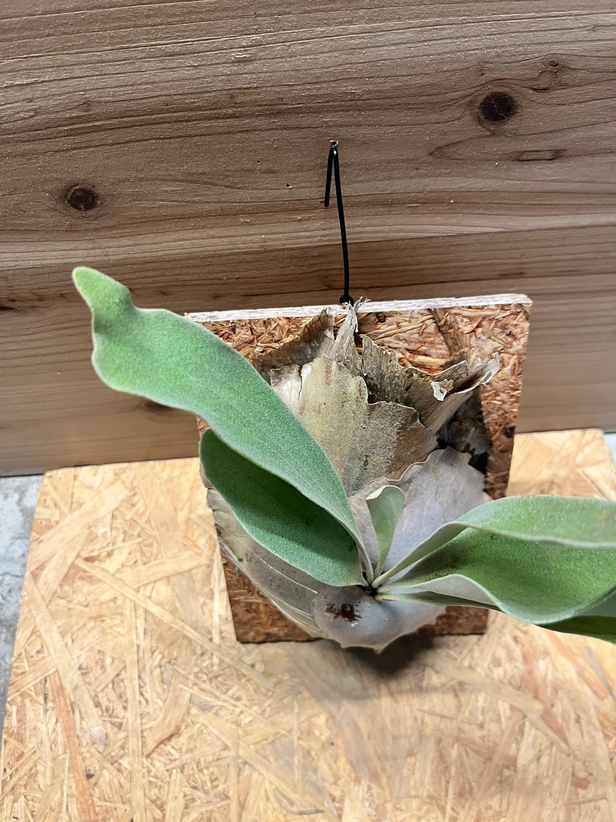 ビカクシダ ディバーシフォリウム スポア | GREEN LUCK