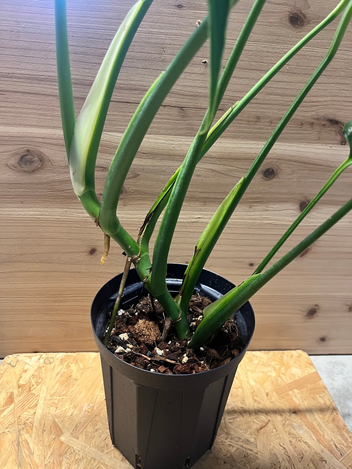 モンステラ バールマルクスフレーム | GREEN LUCK