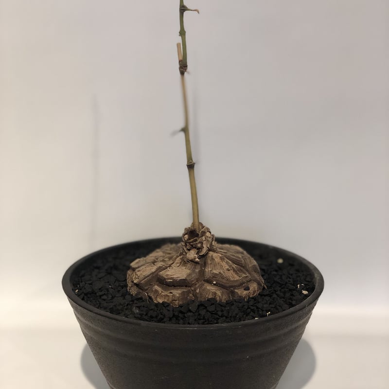 焼肉定食　メキシコ亀甲竜＋40粒 楽天市場】【ふるさと納税】Dioscorea Mexicana メキシコ亀甲竜
