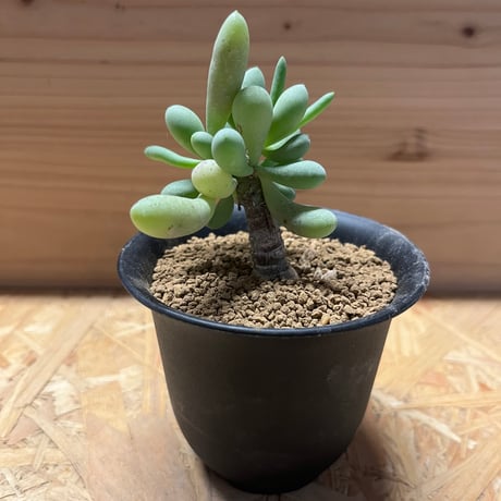 オトンナ クラビフォリア | mana's green:塊根植物販売|マナズ