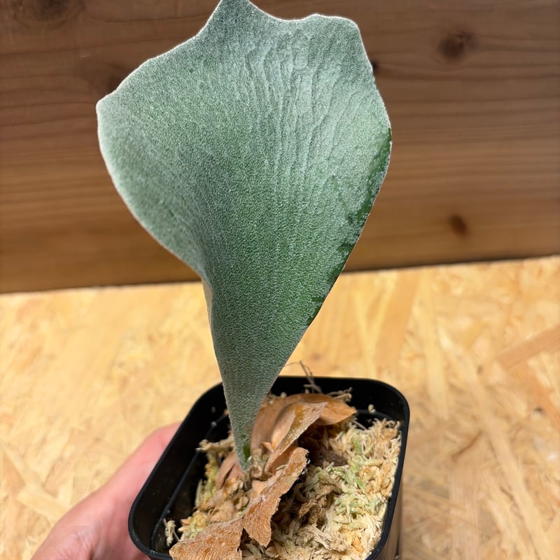 ビカクシダ FSQ デラロッチャ | GREEN LUCK